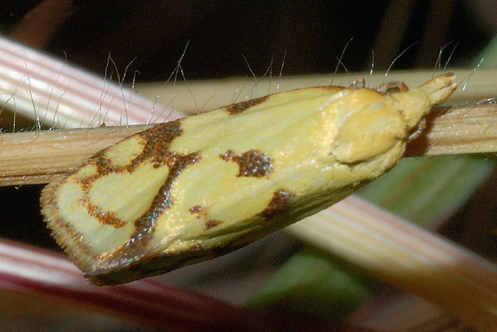 Agapeta hamana